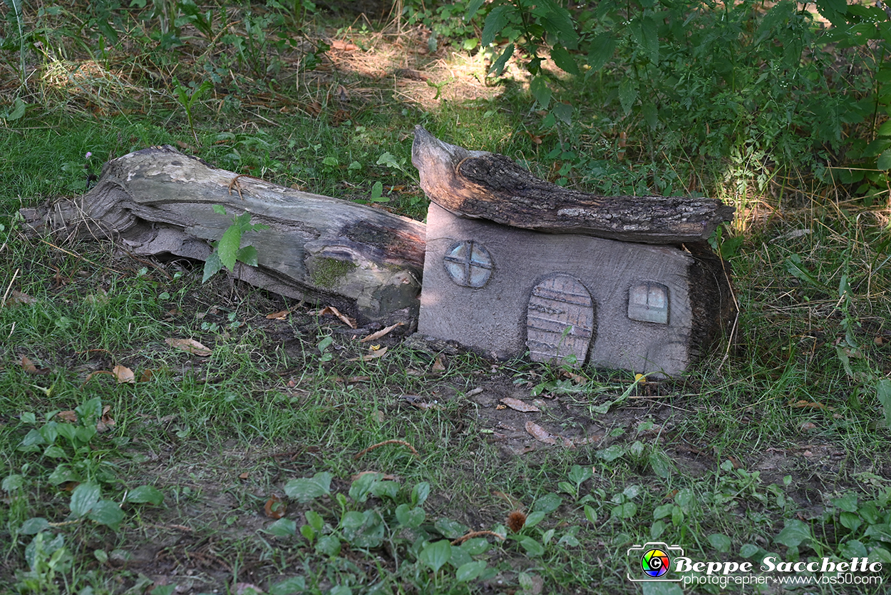 VBS_4880 - Il bosco fatato - Montaldo Roero.jpg